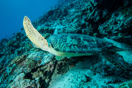 绿海龟游泳在 Derawan，加里曼丹，印度尼西亚水下照片