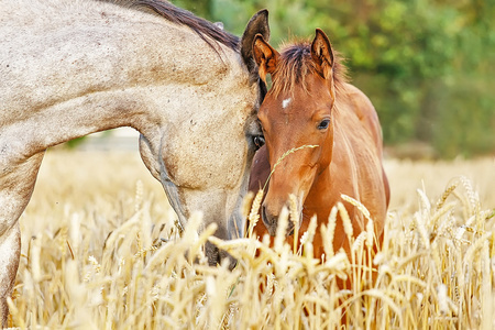 母马与可爱的小马驹在黑麦领域