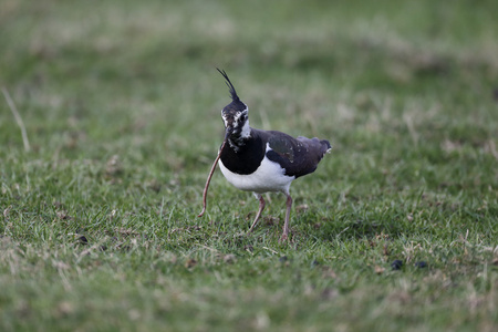 北田凫，vanellus vanellus