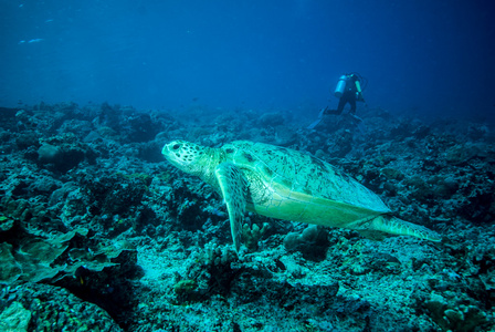 潜水员和绿海龟在 Derawan，加里曼丹，印度尼西亚水下照片