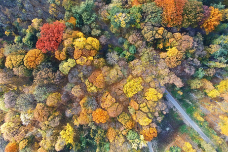 秋天森林鸟瞰图。城市公园多彩的秋季树木。美丽多彩的季节叶子