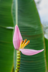 花园里的香蕉花