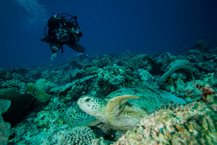 潜水员和绿海龟在 Derawan，加里曼丹，印度尼西亚水下照片