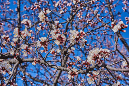 花朵盛开的苹果树上天空背景 instagram 阶梯大的分支