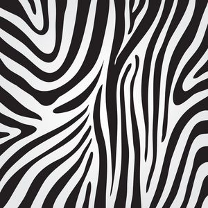 斑马纹理图片-斑马纹理素材-斑马纹理插画-摄图新视界