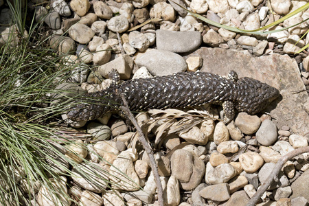 Shingleback 蜥蜴是岩石上的 sunnung humself