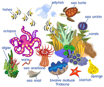 以标题为白色背景的不同海洋居民珊瑚礁生态系统