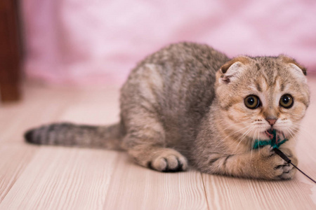 小猫苏格兰直 耳毛绒 动物相似素材图片 摄图新视界