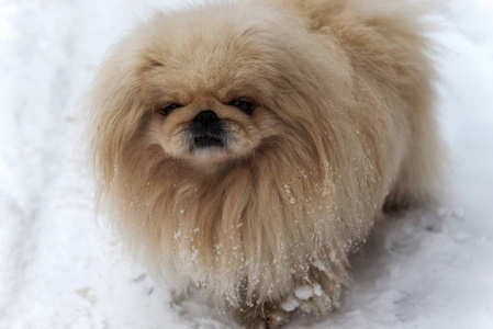 狗皇家宠物在冬天散步图片