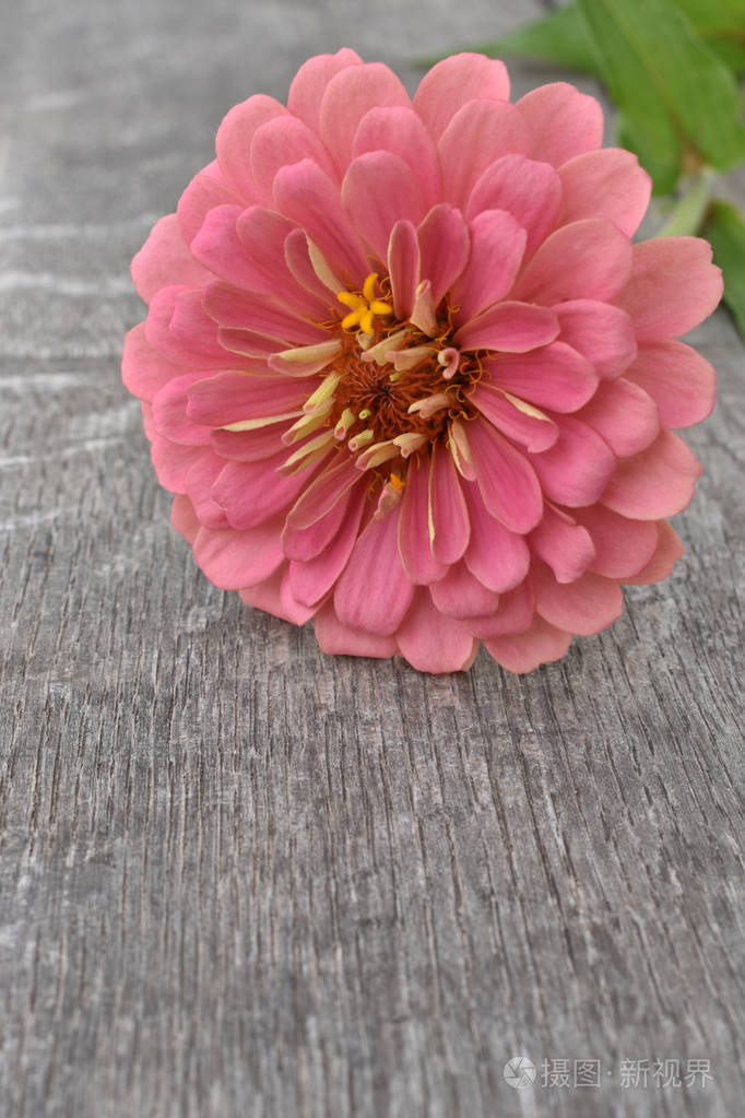 木头上的粉红色百日草