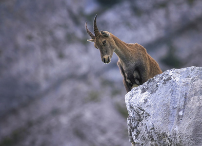 雌性野生的高山，山羊或 steinbock 的肖像