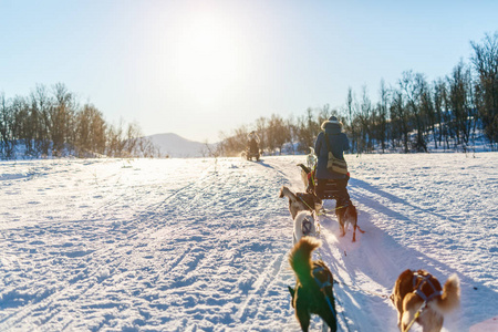 在挪威北部与沙哑的狗雪橇图片