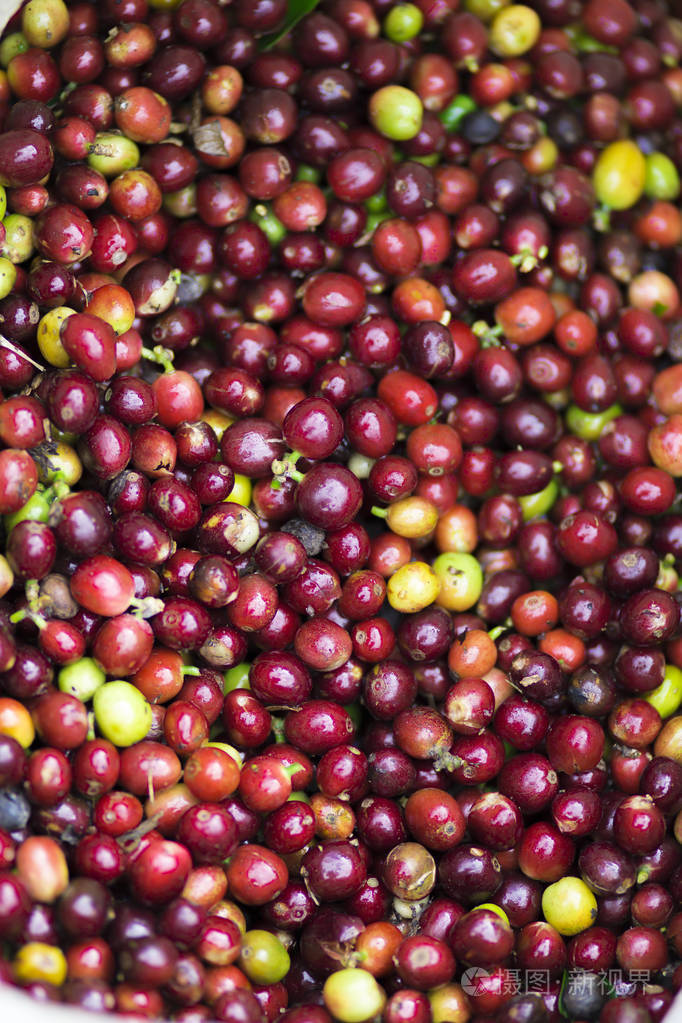 红色咖啡豆新鲜咖啡的背景纹理