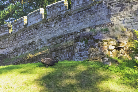 年轻的安第斯秃鹰 Vultur gryphus 在城堡墙旁边的草地上