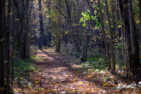 自然的旅游线索在树林中, 在深秋与一些彩色的叶子和明亮的天空