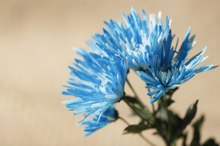 明亮的蓝色菊花