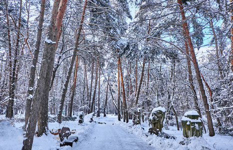 冬季公园背景树木覆盖白雪图片