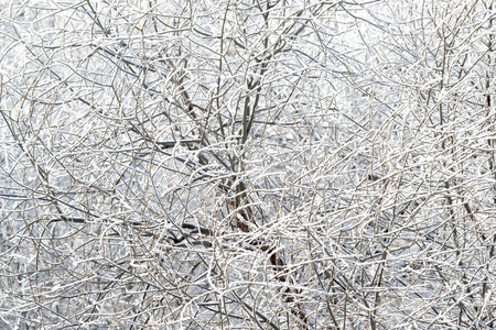 雪中的树木, 冬日的风景