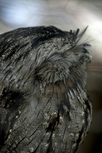 这是接近的黄褐色 frogmouth