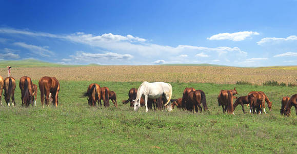 一匹白色的突出的马在牛群之间的棕色马对背景的五颜六色的蓝天和绿色的丘陵