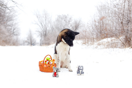 秋田狗坐在雪地上的玩具