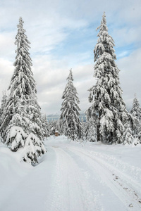 圣诞节背景下有雪杉木树。壮观的冬天风景