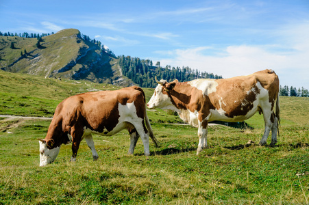 两个母牛在奥地利阿尔卑斯山