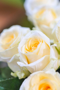 天然玫瑰细腻的黄白色与最小的修饰, 给最大的现实主义的植物