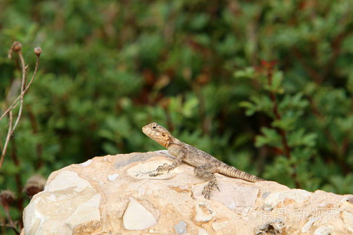 一只蜥蜴坐在一块大石头上, 晒太阳