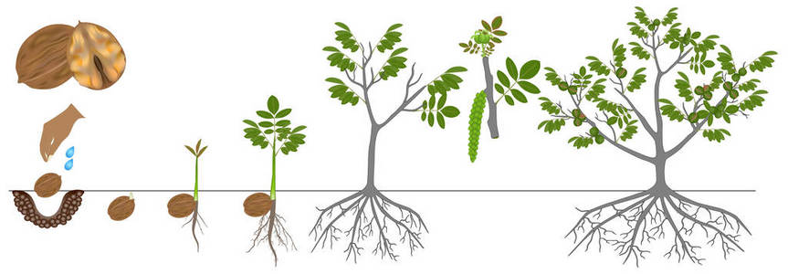 核桃芽在白色背景下分离的核桃植株生长周期照片