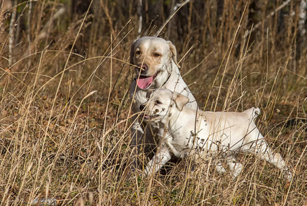 拉布拉多小狗与他的母亲在秋天的森林散步