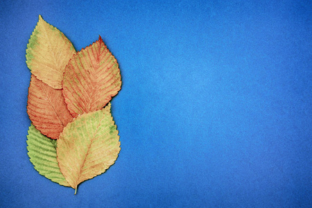 秋天的叶子在蓝色背景。复制空间