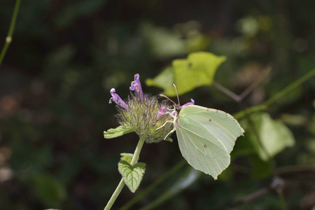 普通硫磺蝶 Gonepteryx rhamni, 希腊