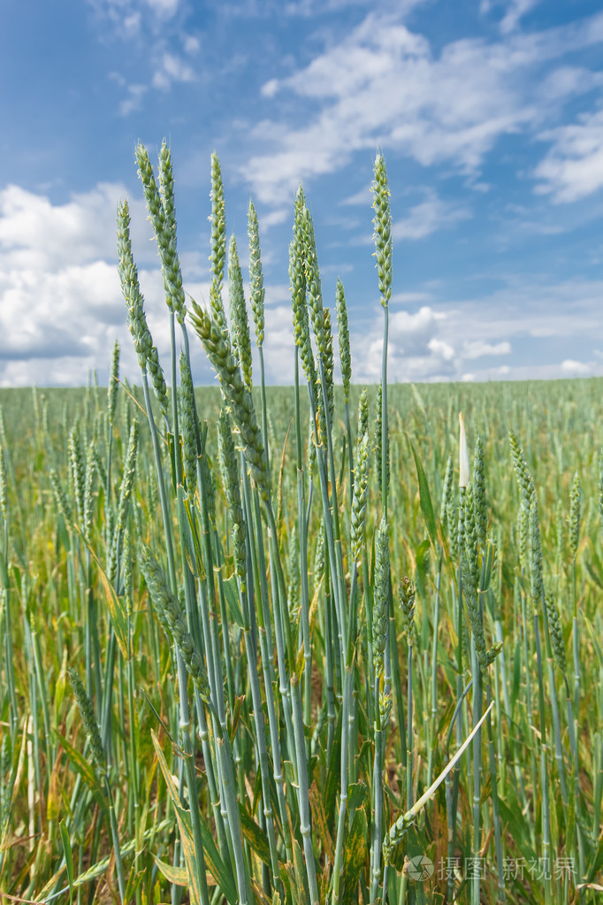 小麦有机小麦作物详细信息