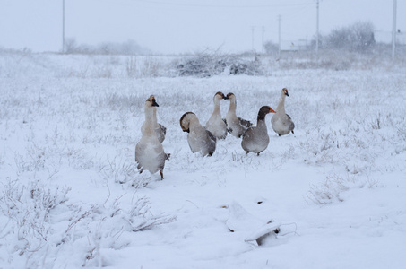 在雪中雁