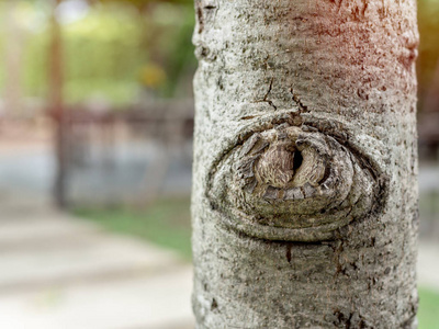 木头上的结.有拷贝空间的软模糊背景下的树眼照片