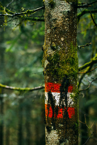 标志或旅游路线在树干上的里程碑