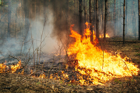 密集的松林地面森林火灾图片