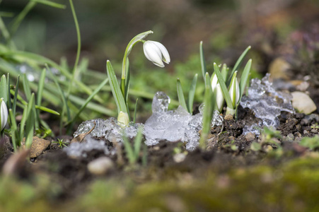 雪花极地雪, 常见的雪花莲在盛开, 早春的球茎花在花园里