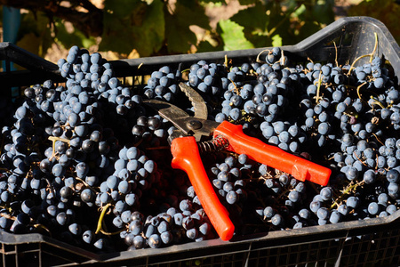 用于酿酒的蓝色葡萄。意大利葡萄园的葡萄树枝。抽屉里的红色剪刀。收获