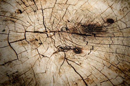 木材纹理的断层树树干