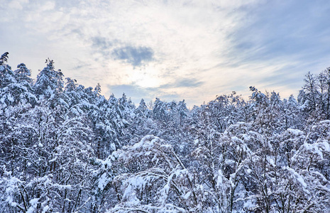 冬天的日出风景与树木覆盖着雪