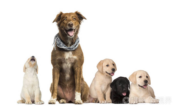 组狗 拉布拉多小狗 拉布拉多澳大利亚牧羊犬杂交狗 在白色背景前照片 正版商用图片08ldi8 摄图新视界 组狗 拉布拉多小狗 拉布拉多澳大利亚牧羊犬杂交狗 在白色背景前照片 正版商用图片08ldi8 摄图新视界