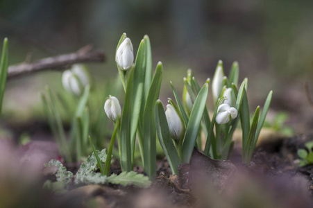 Galanthus 极地 共同雪莲盛开 早春鳞茎花在花园里生长在雪中照片 正版商用图片08ogoj 摄图新视界