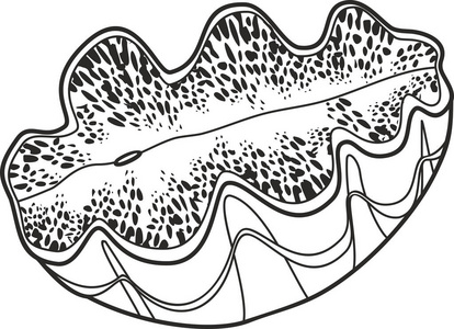 着色页与巨型蛤或 Tridacna