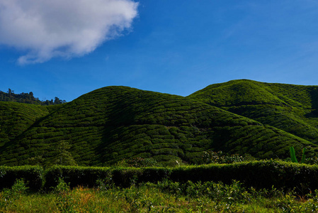 在阳光明媚的日子里, 金马伦高原茶园的美景。浅谈有机茶园的农业山。丘陵景观。茶叶场, 农场。农业产业理念