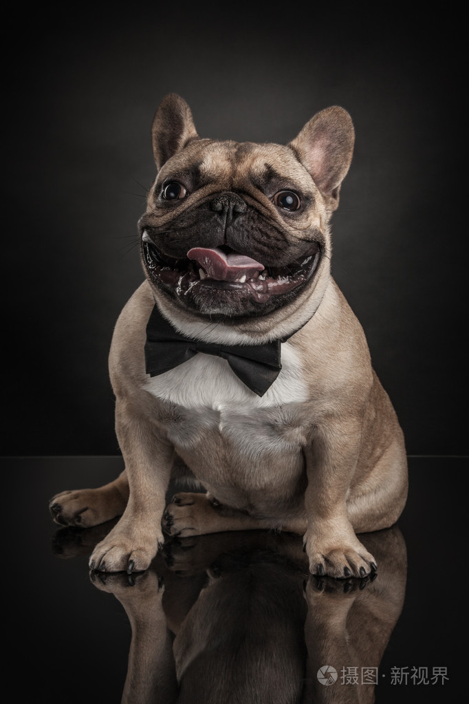法国斗牛犬在黑色的背景