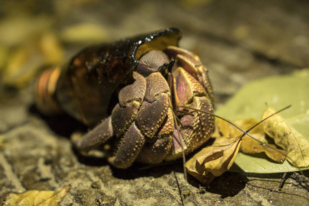 大隐士蟹 Paguroidea 或兵蟹在破碎的玻璃瓶里发现了新家。生态学问题上下文