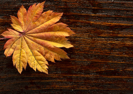 背景日本棕榈树枫树的秋天叶子在木头纹理背景