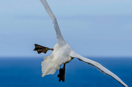 飞行中的大 gannet